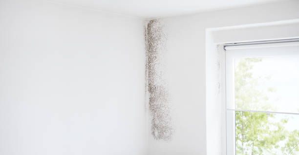Best Attic Mold Removal  in Poway, CA